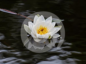 Delicate white water-lily flower blooming with yellow middle and its reflection in the lake water