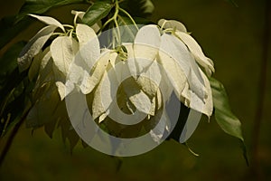 A delicate white wild flower in the garden