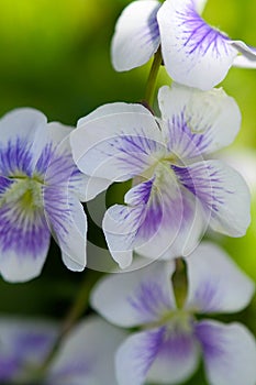 Delicate, White Wild Violets - Viola - Violaceae family