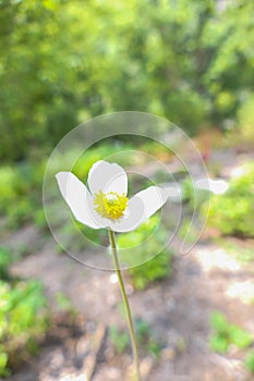 A delicate white and yellow flower