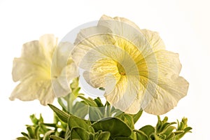 Delicate white yellow petunia flowers