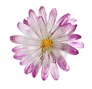 Delicate wild flower on pure white background