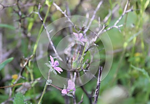 Delicate wild flowers in pink, among the grass. photo
