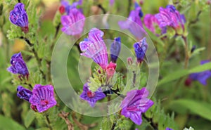 Delicate wild flowers in pink and purple, among the grass. photo