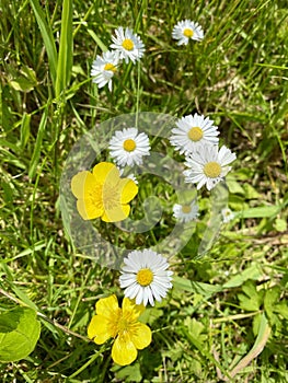 Delicate wild yellow and white flowers in the spring green grass meadow, buttercup and daisy.