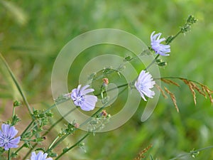 Delicate wildflowers