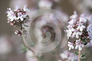 Delicate Wildflowers in Soft Focus