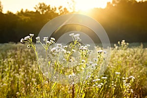 Delicate wildflowers and spider webs in gentle sunlight on a meadow. Summer morning mood.