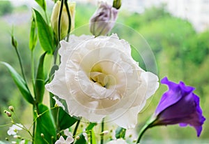 Delicate wite flower eustomy (lisianthus)