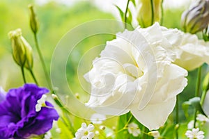 Delicate wite flower eustomy (lisianthus)