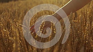 Delicate womanâ€™s hand running through the golden wheat, sunset lightens the view.