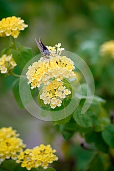 A delicate yellow butterfly on a blooming lantana flower