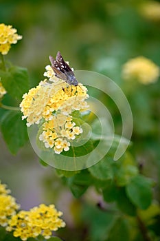 A delicate yellow butterfly on a blooming lantana flower