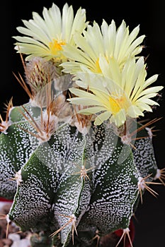 Yellow cactus flawers of Astrophytum ornatum photo