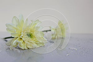 Delicate yellow chrysanthemum close-up on a soft blurred background with place for text