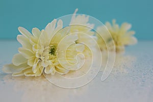 Delicate yellow chrysanthemum close-up on a soft blurred background with place for text