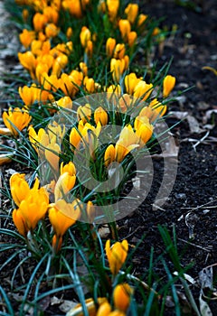 Delicate yellow crocuses in bloom