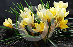 Delicate yellow crocuses bloom in early spring.