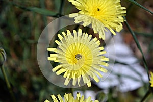 Delicate yellow dandelion flower with black stamens
