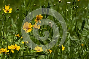 Delicate yellow flower Careopsis or chamomile on background of blurred spring park. Floral seasonal background or banner