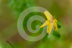 Delicate yellow flower with downturned petals and copyspace