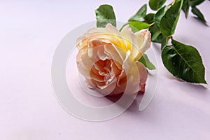 A delicate yellow-pink rose lies on a purple background, space for text,close - up, side view-the concept of pleasant greetings on