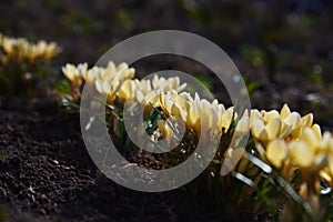 Delicate yellow primroses crocuses. Floral background. Selective focus.