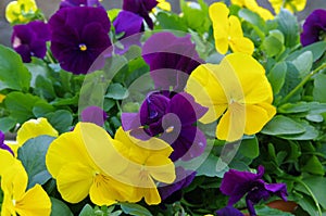 Delicate Yellow and violet Pansy flowers