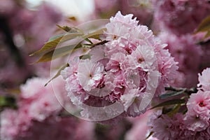 Delicatel pink cherry blossom or sakura