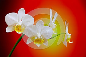 Delicately beautiful white phalaenopsis orchids on abstract background