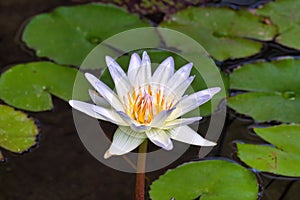 Delicately beautiful white and yellow with purple accents water lily.