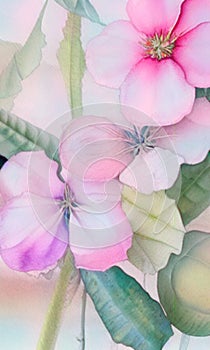 Delicately painted purple watercolor Flowers