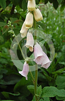 Delicately shaded pink foxglove flowers