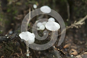 Delicatula integrella mushroom