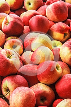 Delicious Apples in the coutryside at a rural farmers market