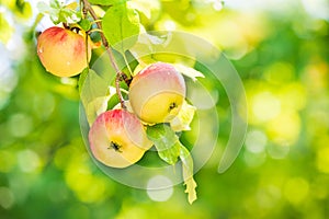 Delicious apples ripening on tree branch photo