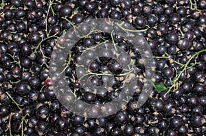 Delicious, aromatic blackcurrant berries on the table