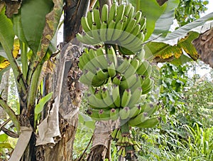 Delicious bananas, great bananas, banana plantation