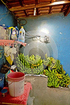 Delicious bananas in natura on shabby room