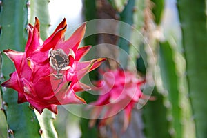 Delicious and beautiful tropical fruit dragon.