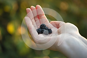 delicious berries in the palm of your hand