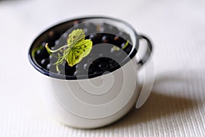 Delicious black currants with green twig in a white cup