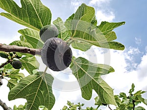 Delicious black italian fig plant leaves branch blue sky background,fico of cilento
