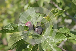 Delicious Black italian figs plant ripe branch,fico bianco of cilento,healthy fruit ingredient