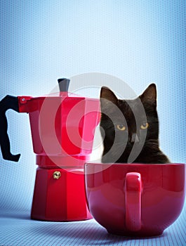 Eccellente nero caffè Come nero gatto 