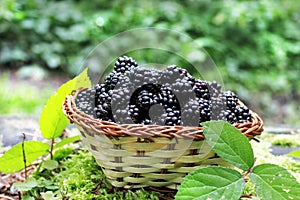 Delicious blackberry fruits