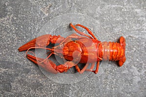 Delicious boiled crayfish on grey table, top view