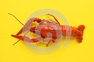 Delicious boiled crayfish on yellow background
