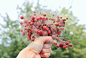 Delicious bouquet of juicy bright wild red strawberry berry hold