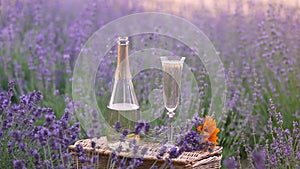Delicious champagne over lavender flowers field. Violet flowers on the background.